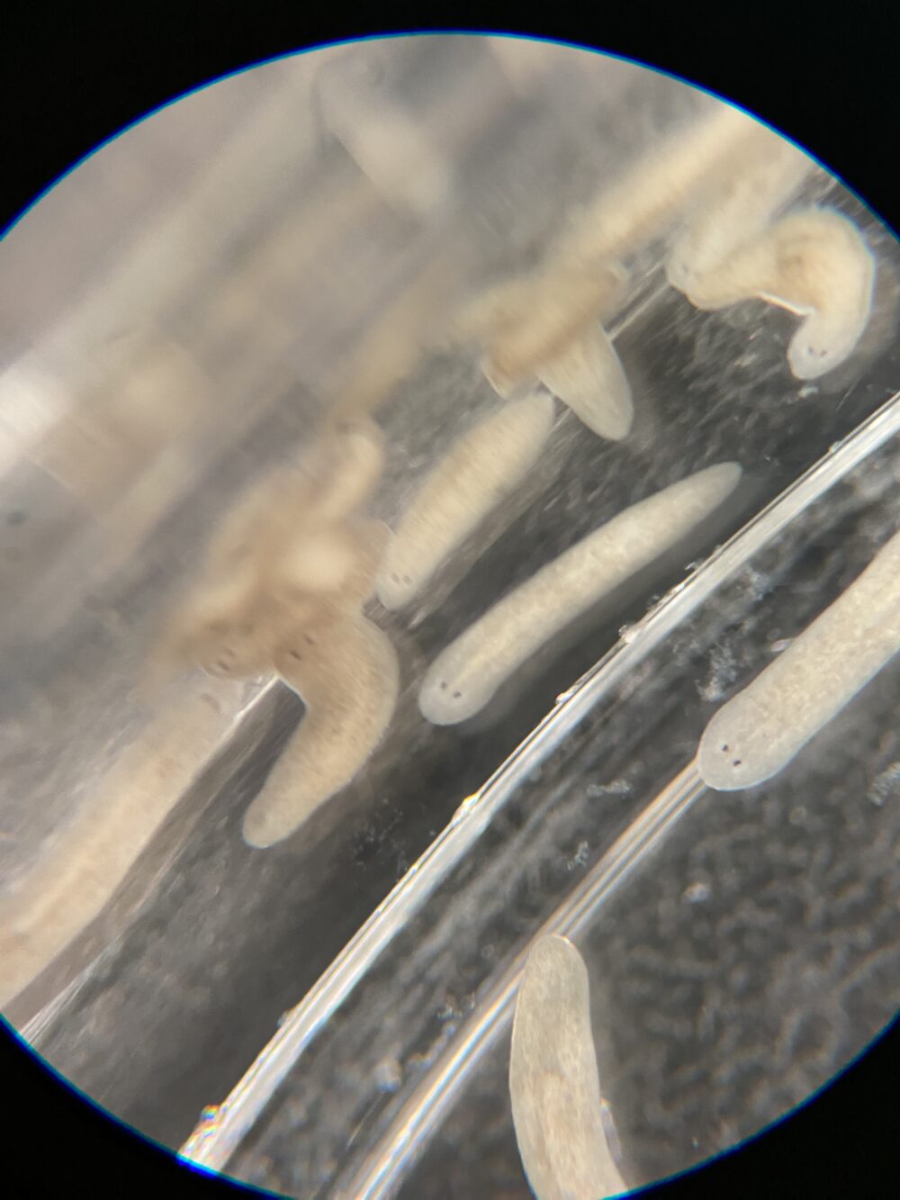 flatworms!
